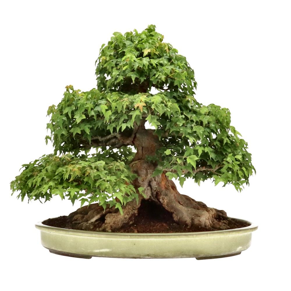 bonsai.fallbackImageTitle