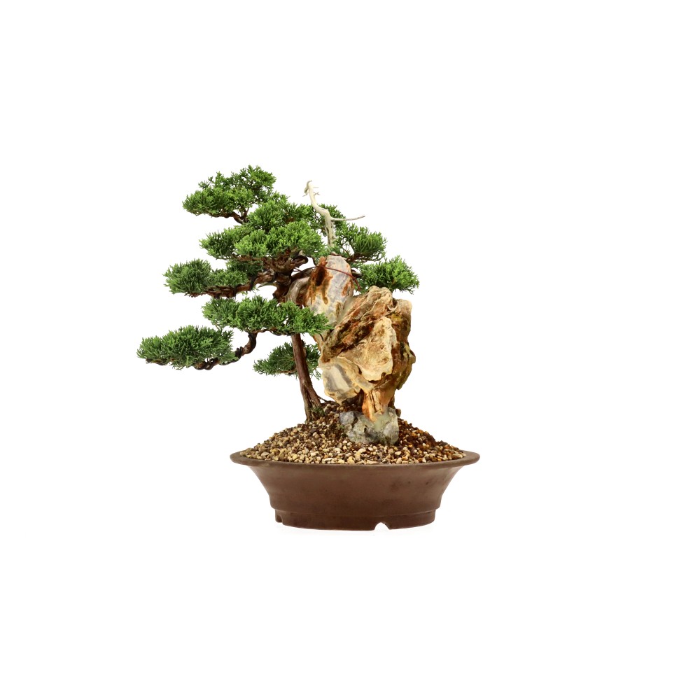 Chin. Wacholder, ca. 35 J. (35 cm)
