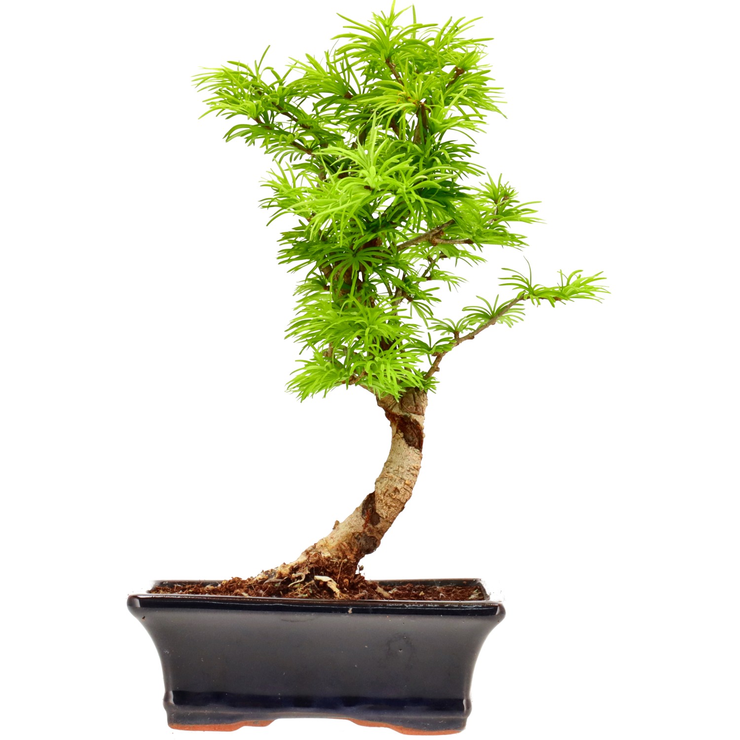 Falso alerce dorado, aprox. 10 años (28 cm)