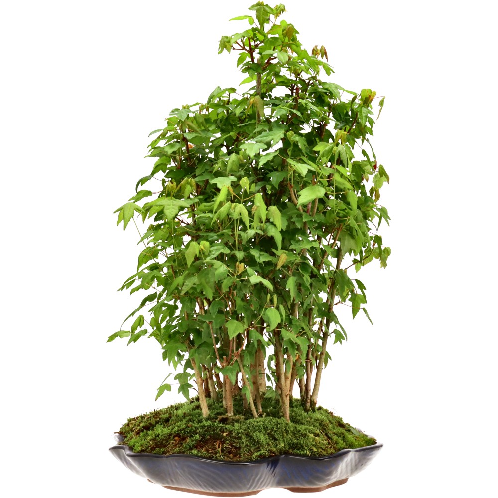 Érable trident, env. 5 ans (43 cm)