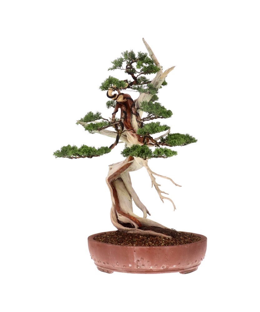 bonsai.fallbackImageTitle bonsai.fallbackImageTitle