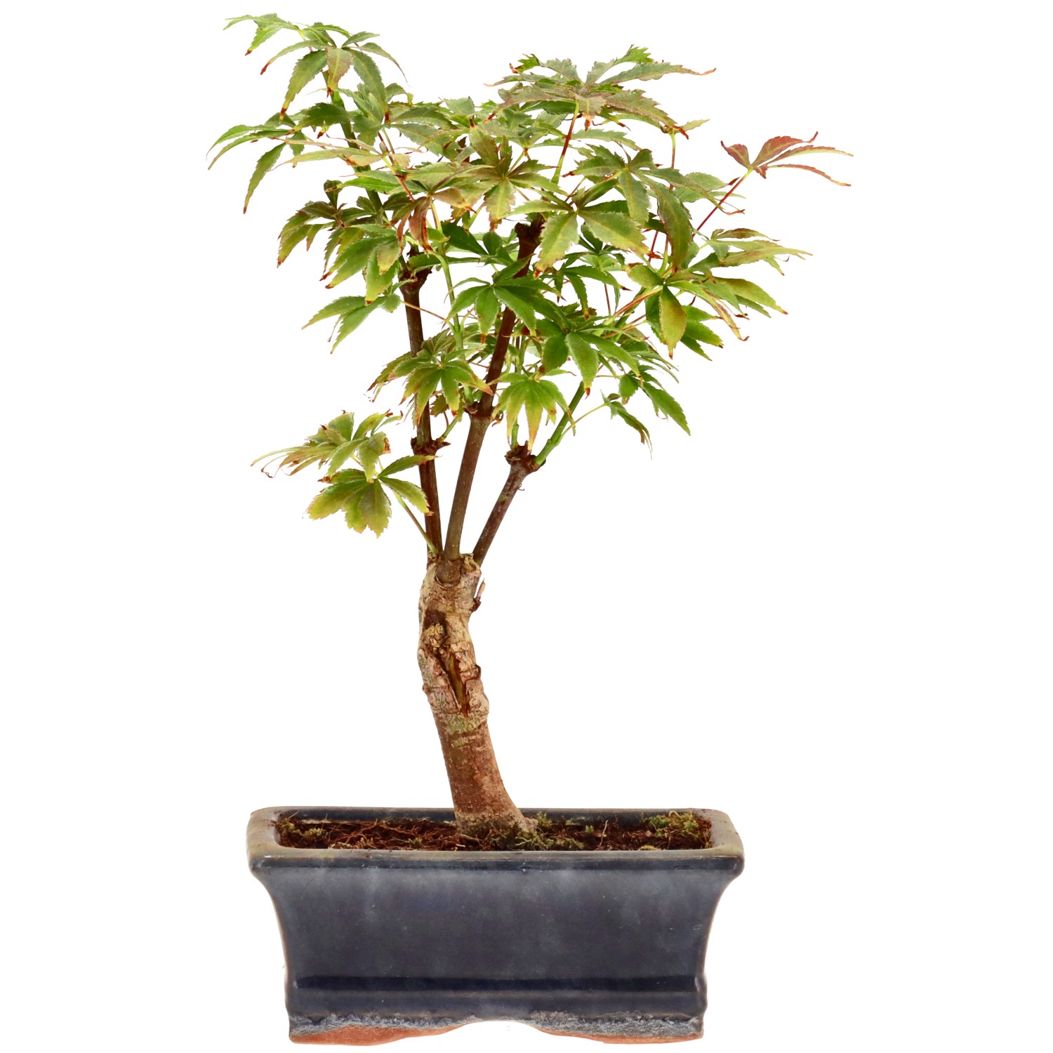 Jap. Maple (Deshojo), approx. 7 y. (23 cm)