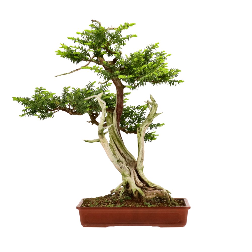 Jap. Eibe, ca. 40 J. (62 cm)