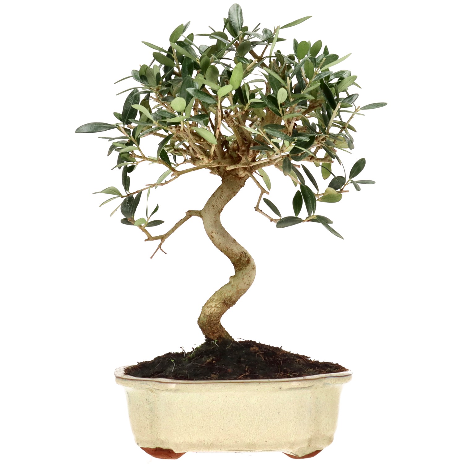 Olea europaea, env. 10 ans (29 cm)
