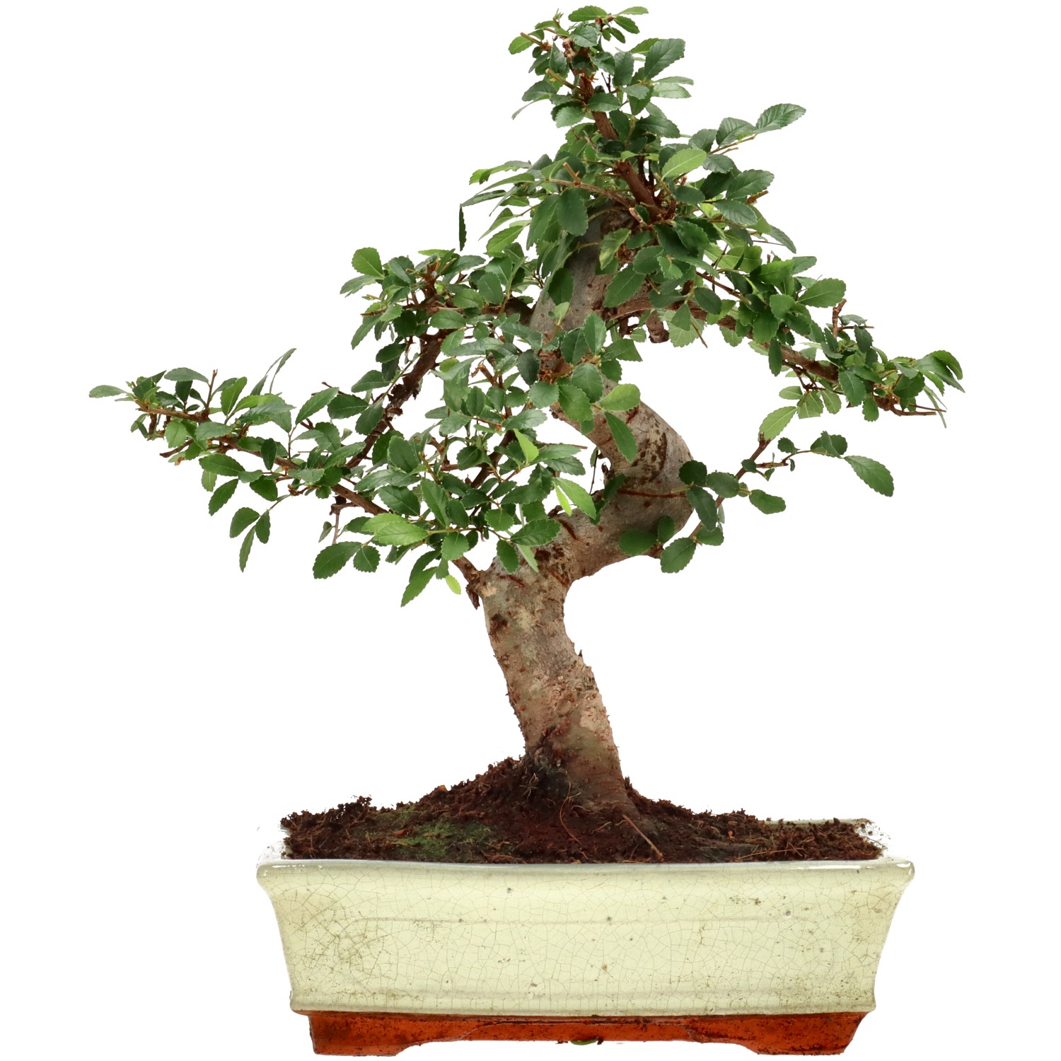 Chinese elm, approx. 12 y. (31 cm)