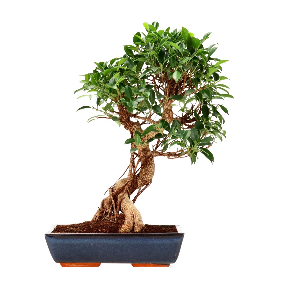 Ficus Retusa, aprox. 18 años (51 cm)