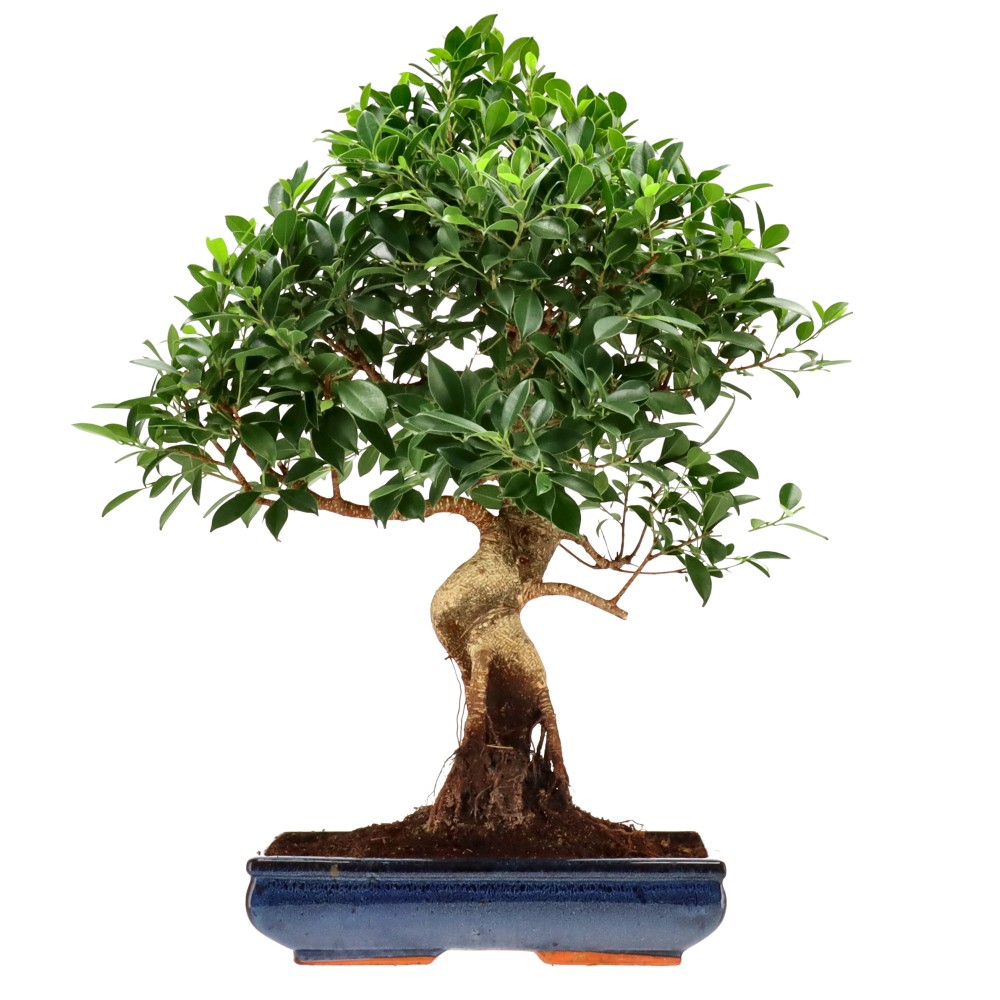 Chin. Feigenbaum (Retusa), ca. 20 J. (69 cm)