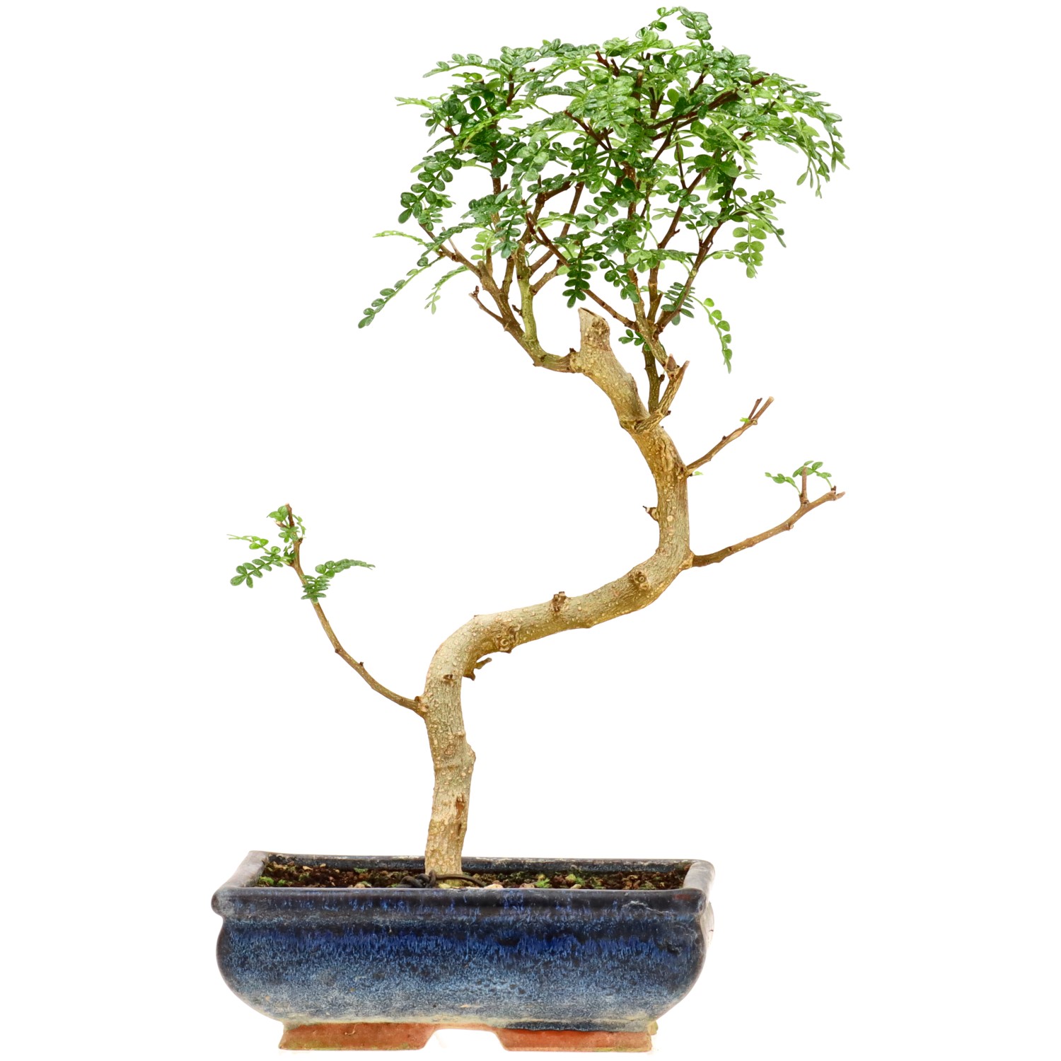 Pepe di Sichuan, ca. 9 anni (31 cm)