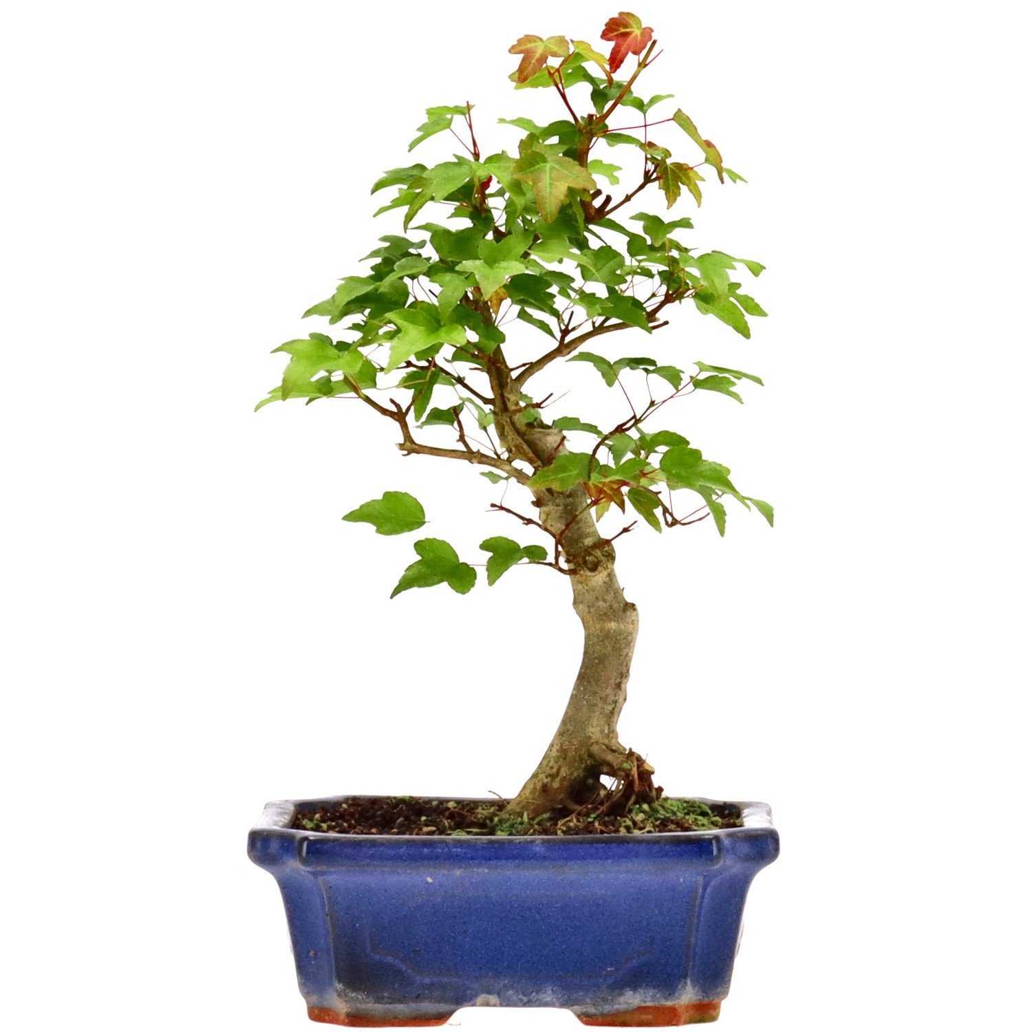 Érable trident, env. 9 ans (26 cm)