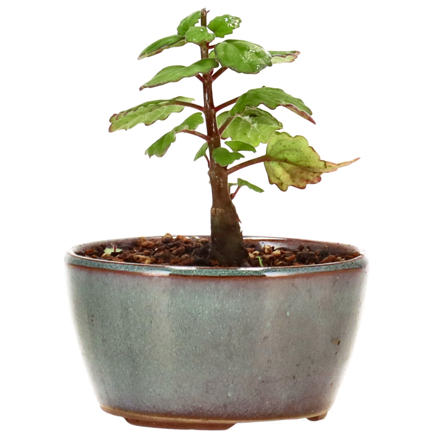 Weihrauchpflanze, ca. 1 J. (8 cm)