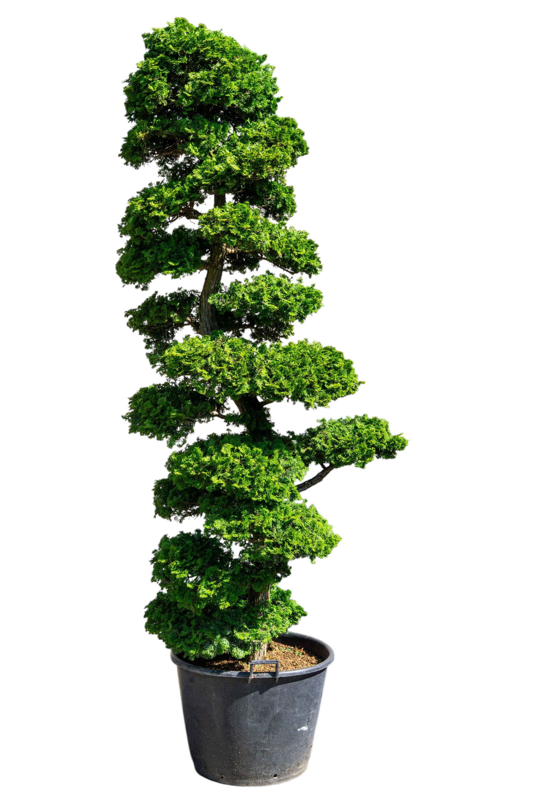 bonsai.fallbackImageTitle bonsai.fallbackImageTitle