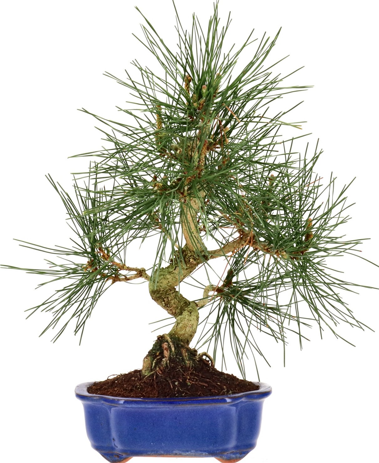 [N014] Jap. Schwarzkiefer, ca. 12 Jahre