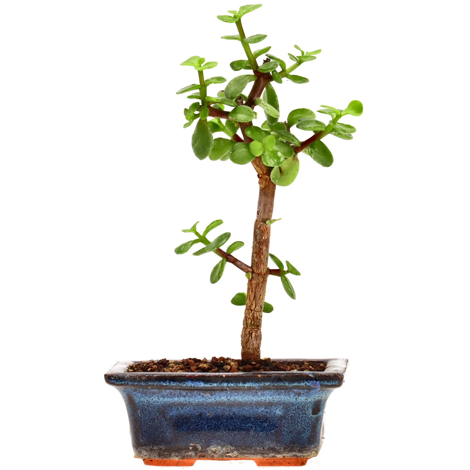 Pourpier en arbre, env. 2 ans (18 cm)