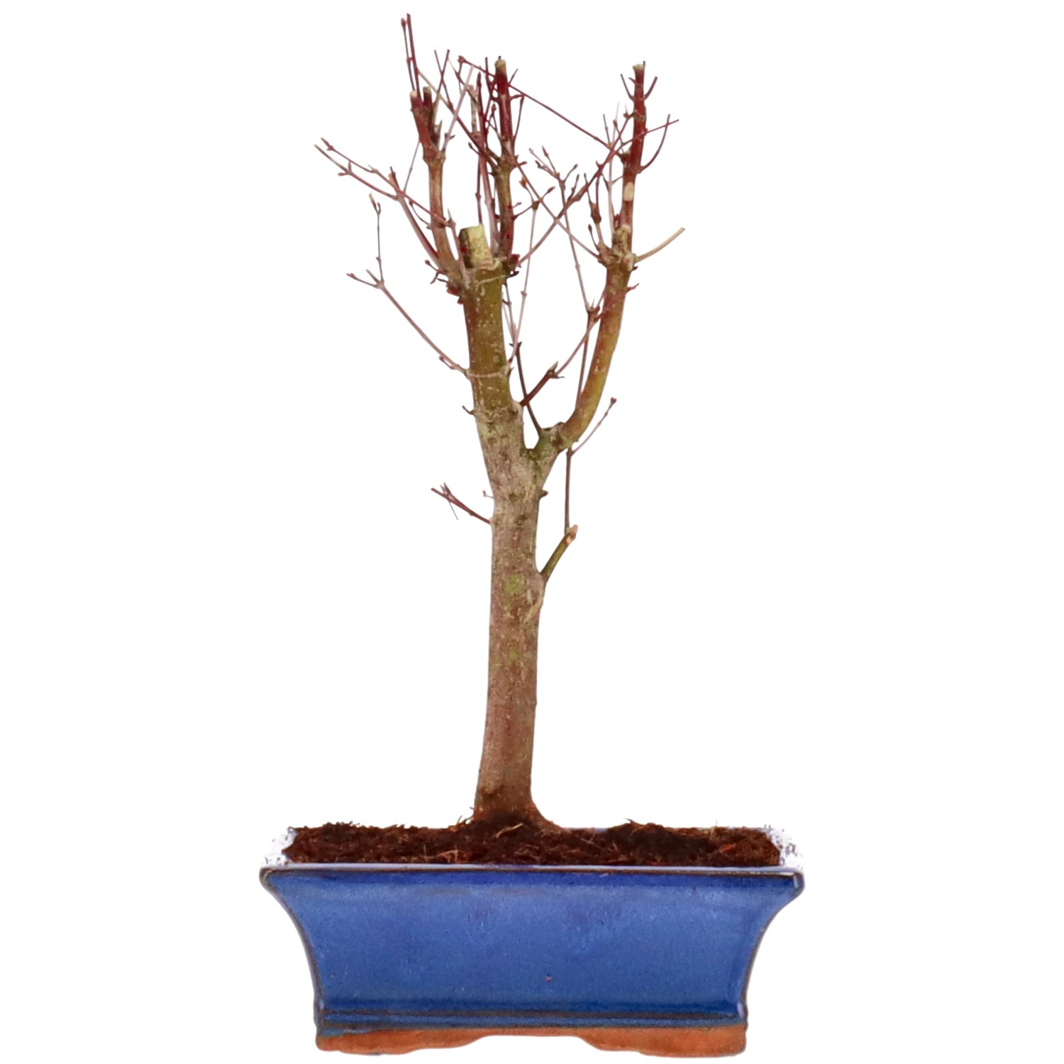 Acero palmato (Katsura), ca. 10 anni (33 cm)