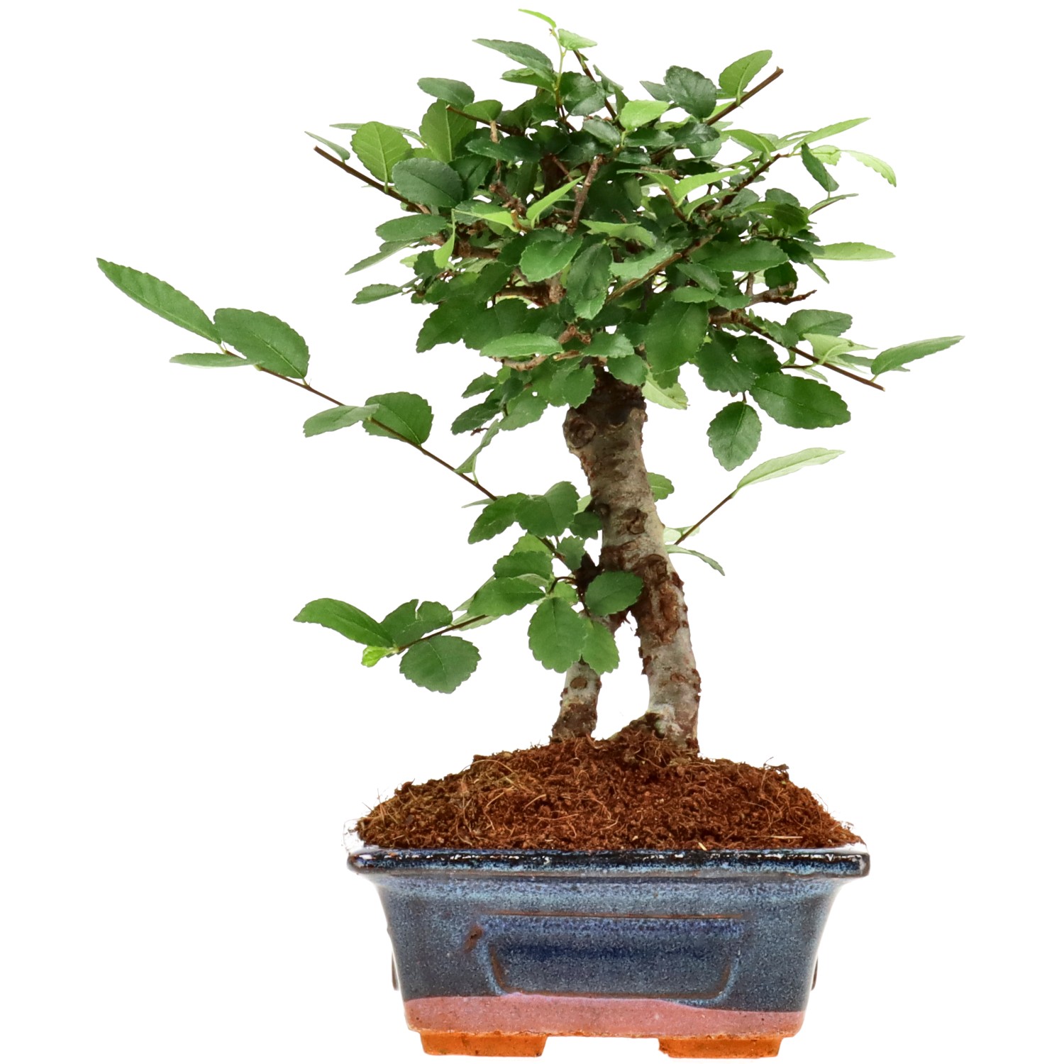 Orme de Chine, env. 6 ans (19 cm)