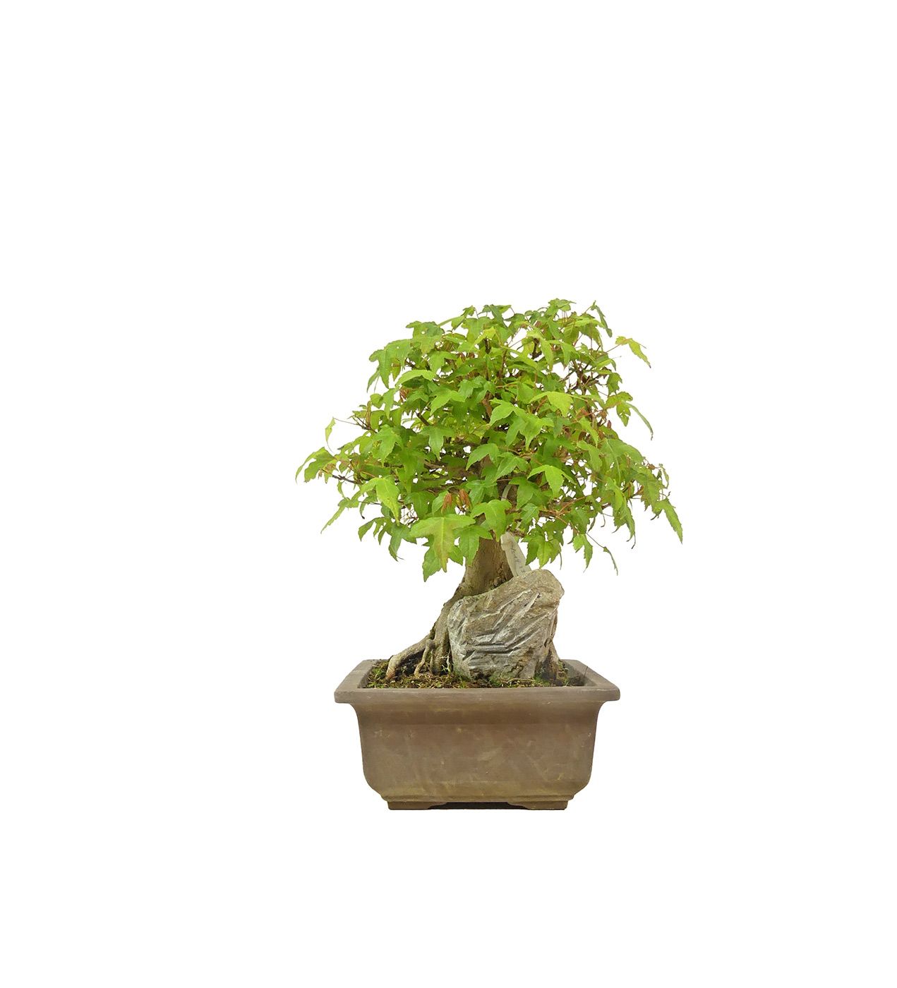 bonsai.fallbackImageTitle bonsai.fallbackImageTitle