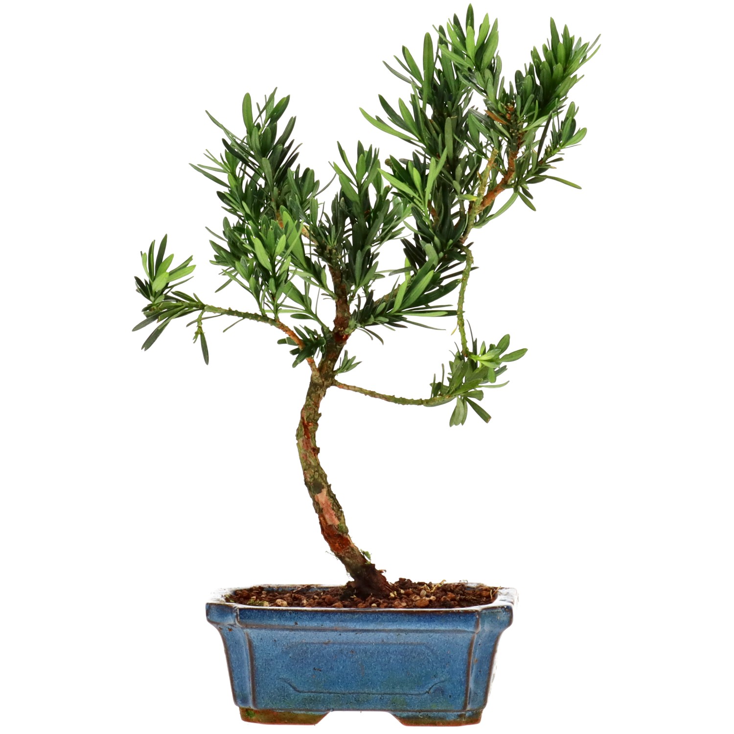 Chin. Steineibe, ca. 7 J. (29 cm)