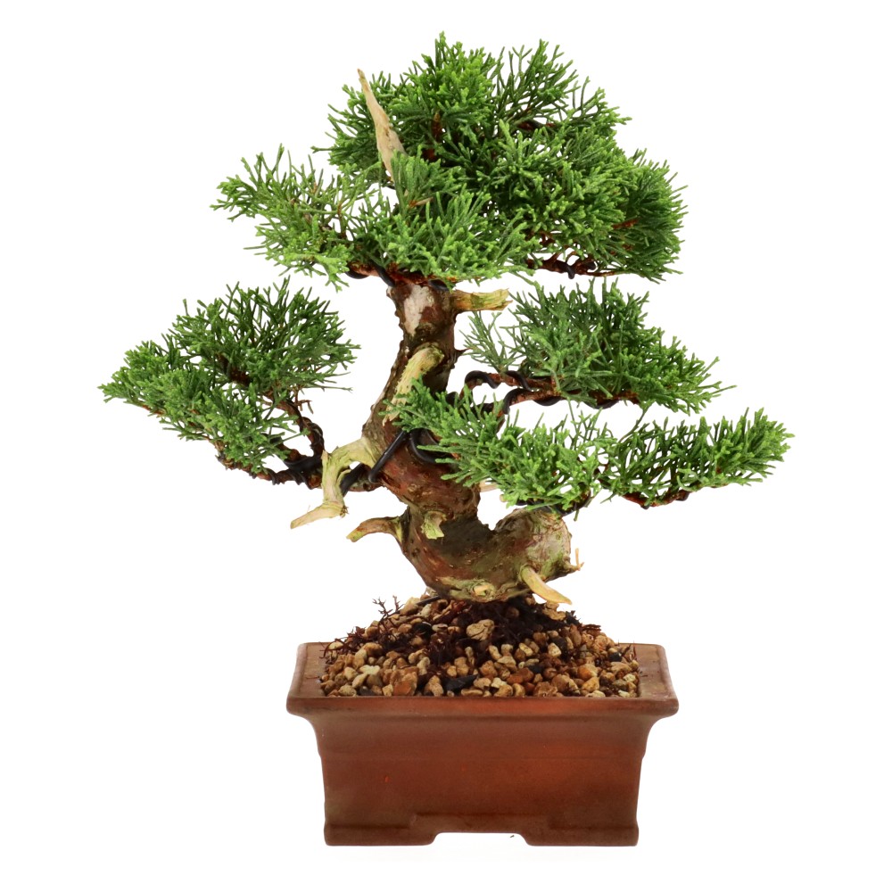 bonsai.fallbackImageTitle