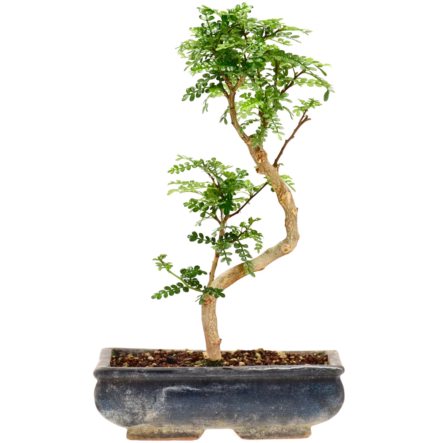 Pepe di Sichuan, ca. 10 anni (33 cm)