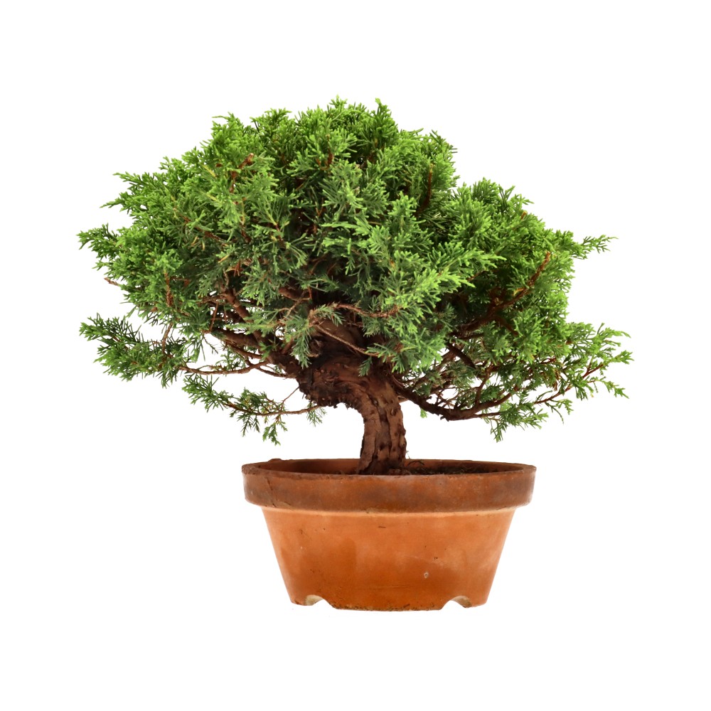 Genévrier de Chine, env. 20 ans (24 cm)