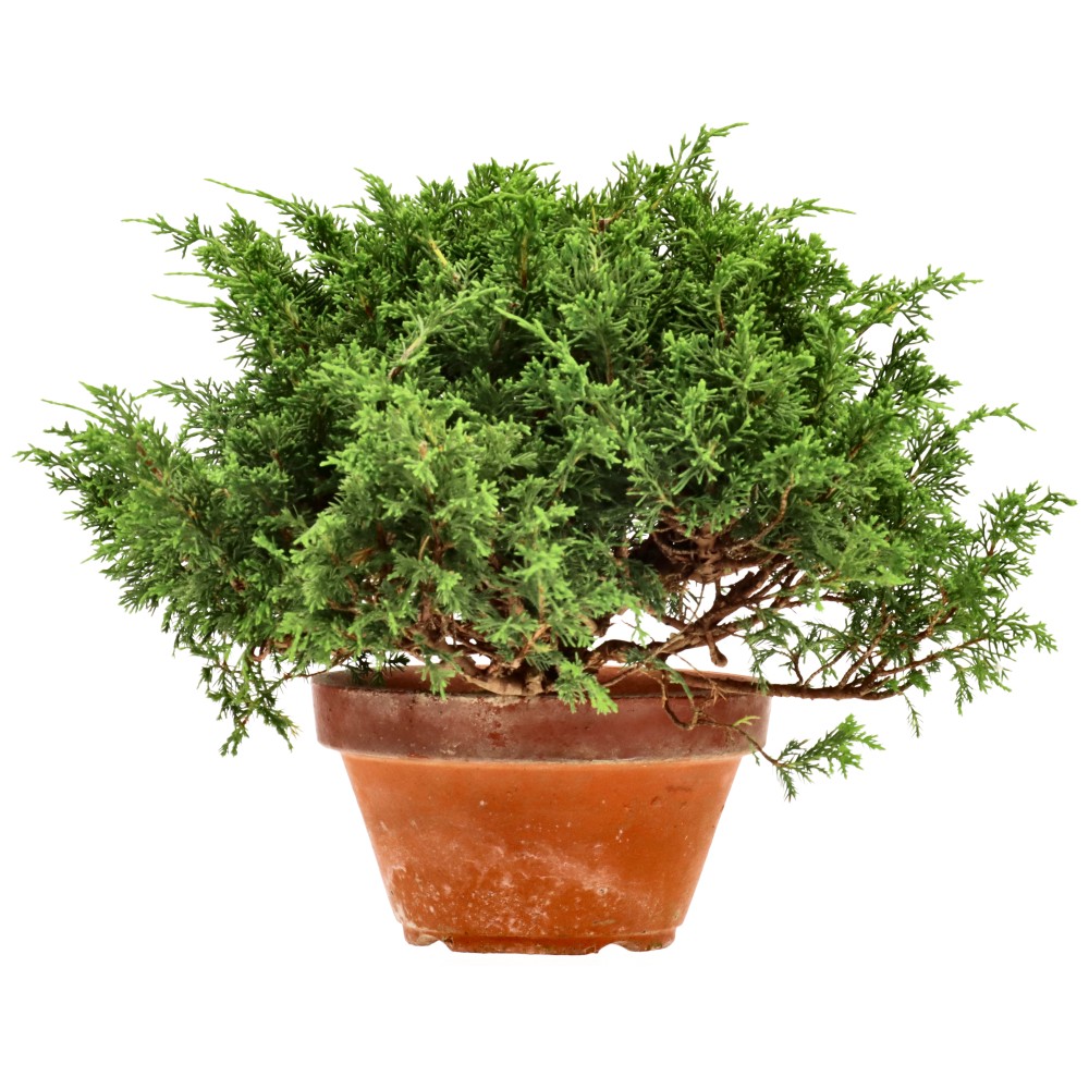 Genévrier de Chine, env. 20 ans (25 cm)