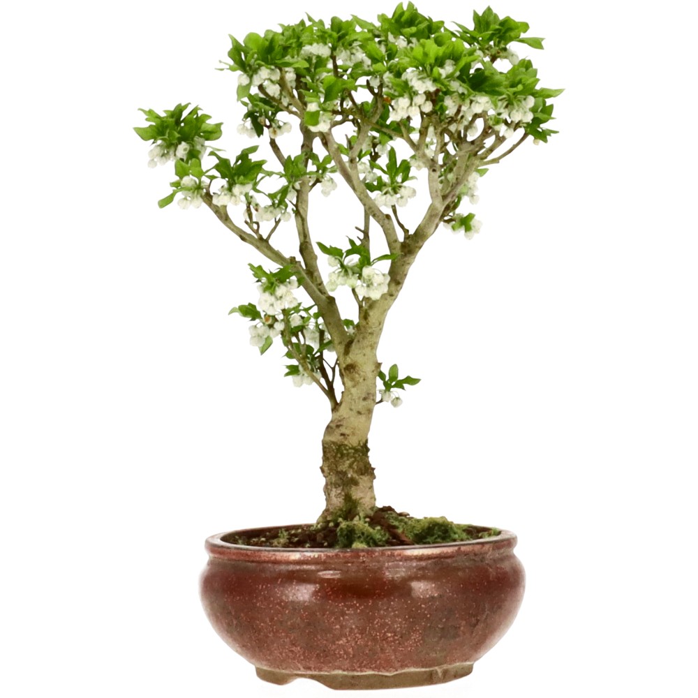 bonsai.fallbackImageTitle bonsai.fallbackImageTitle