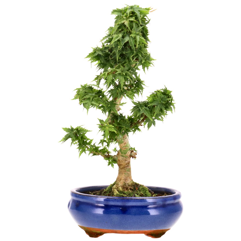 bonsai.fallbackImageTitle
