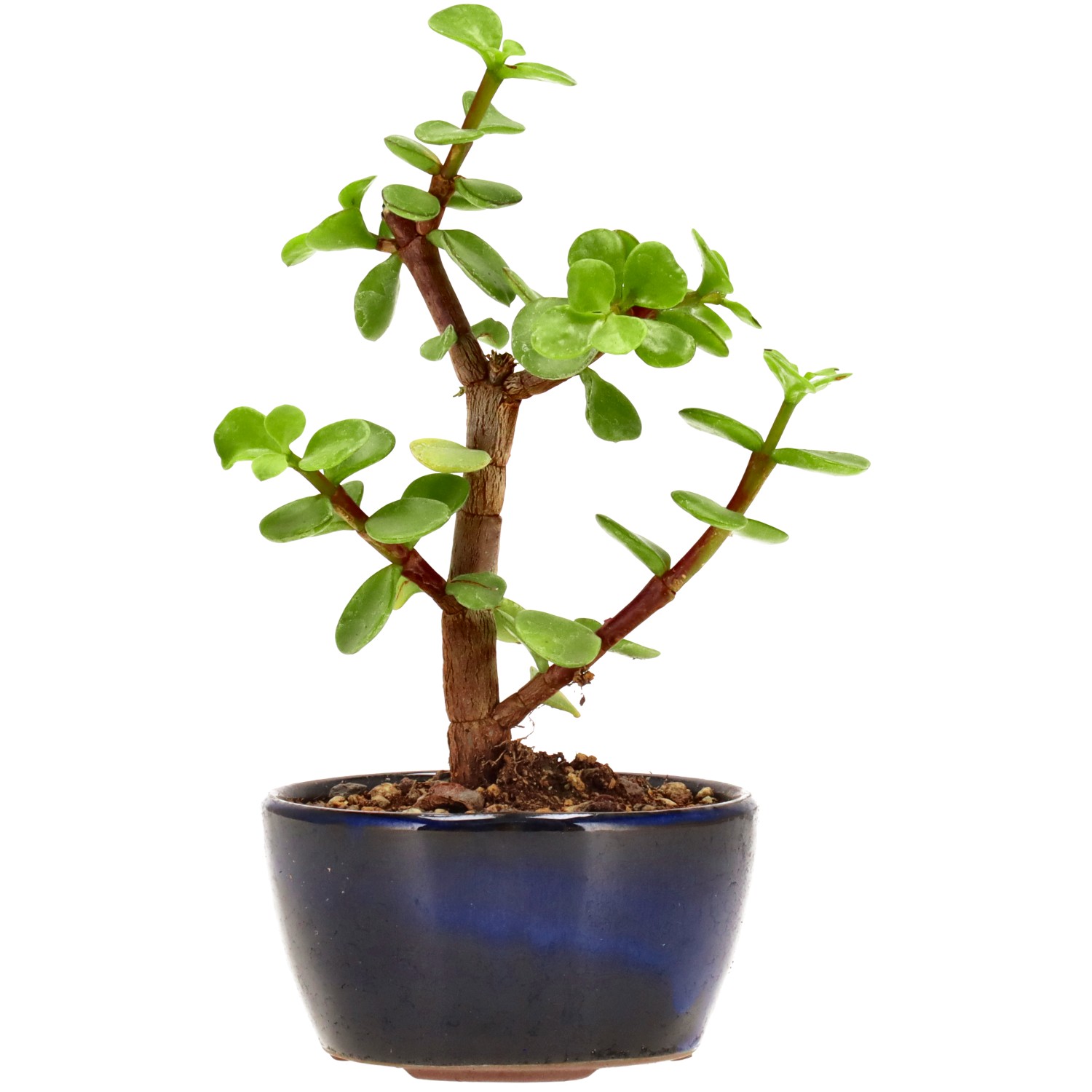 Pourpier en arbre, env. 2 ans (14 cm)