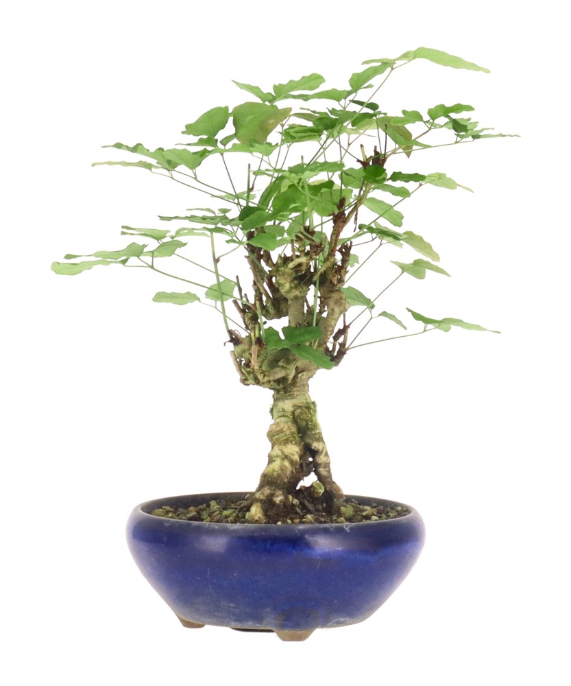 bonsai.fallbackImageTitle bonsai.fallbackImageTitle