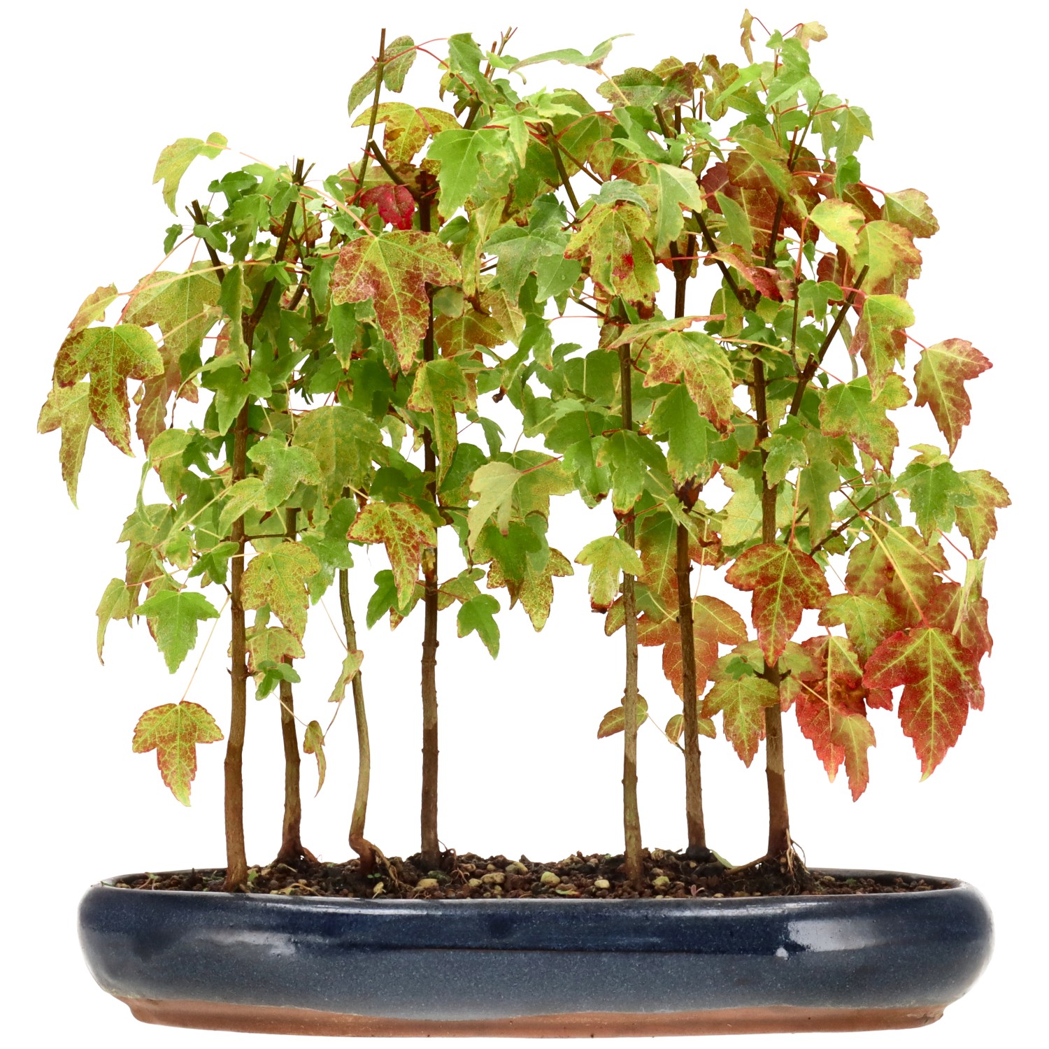 Jap. Fächerahorn, ca. 4 J. (29 cm)