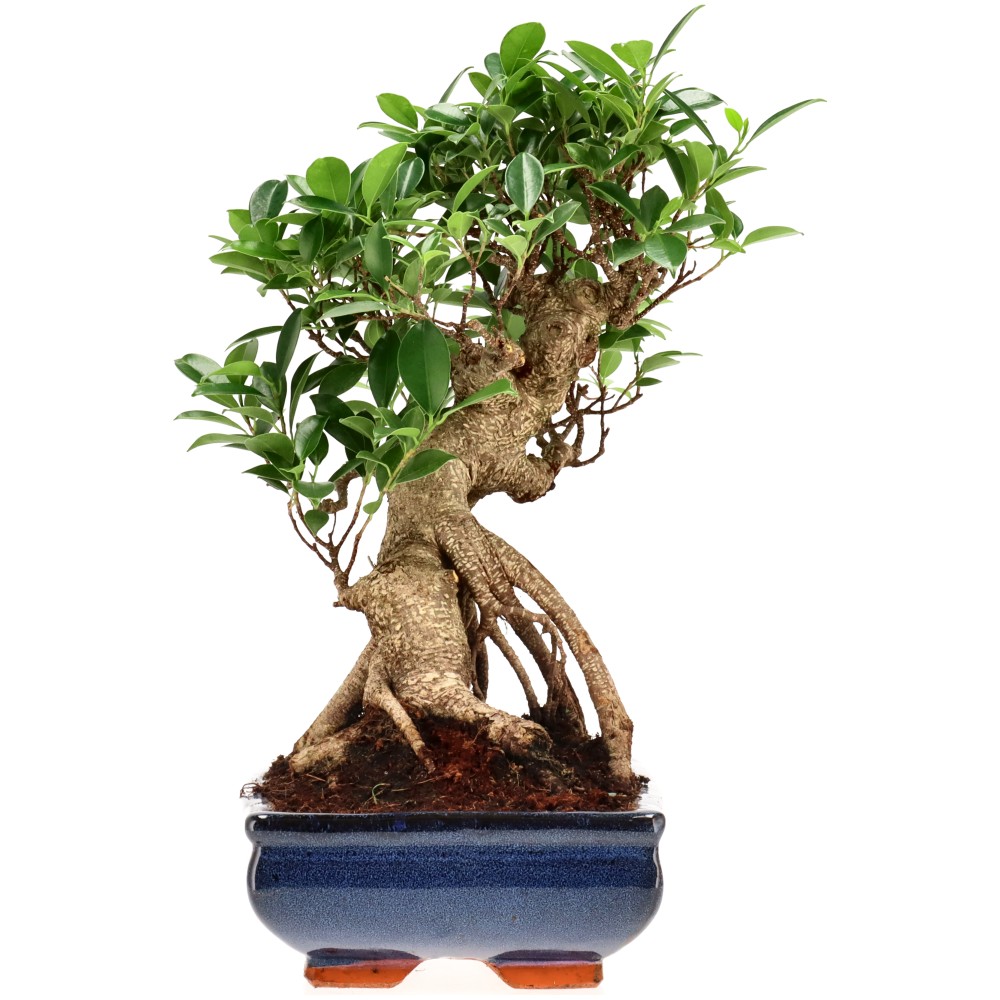 Ficus Retusa, aprox. 22 años (37 cm)