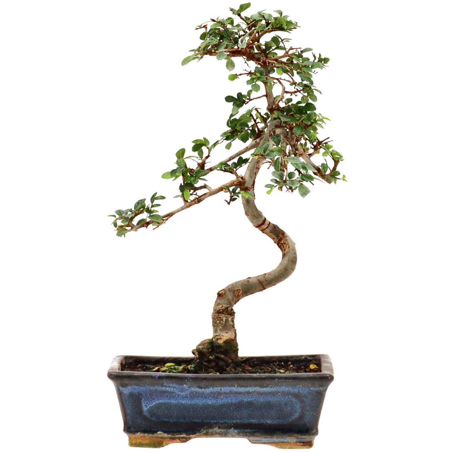 Olmo cinese, ca. 9 anni (30 cm)