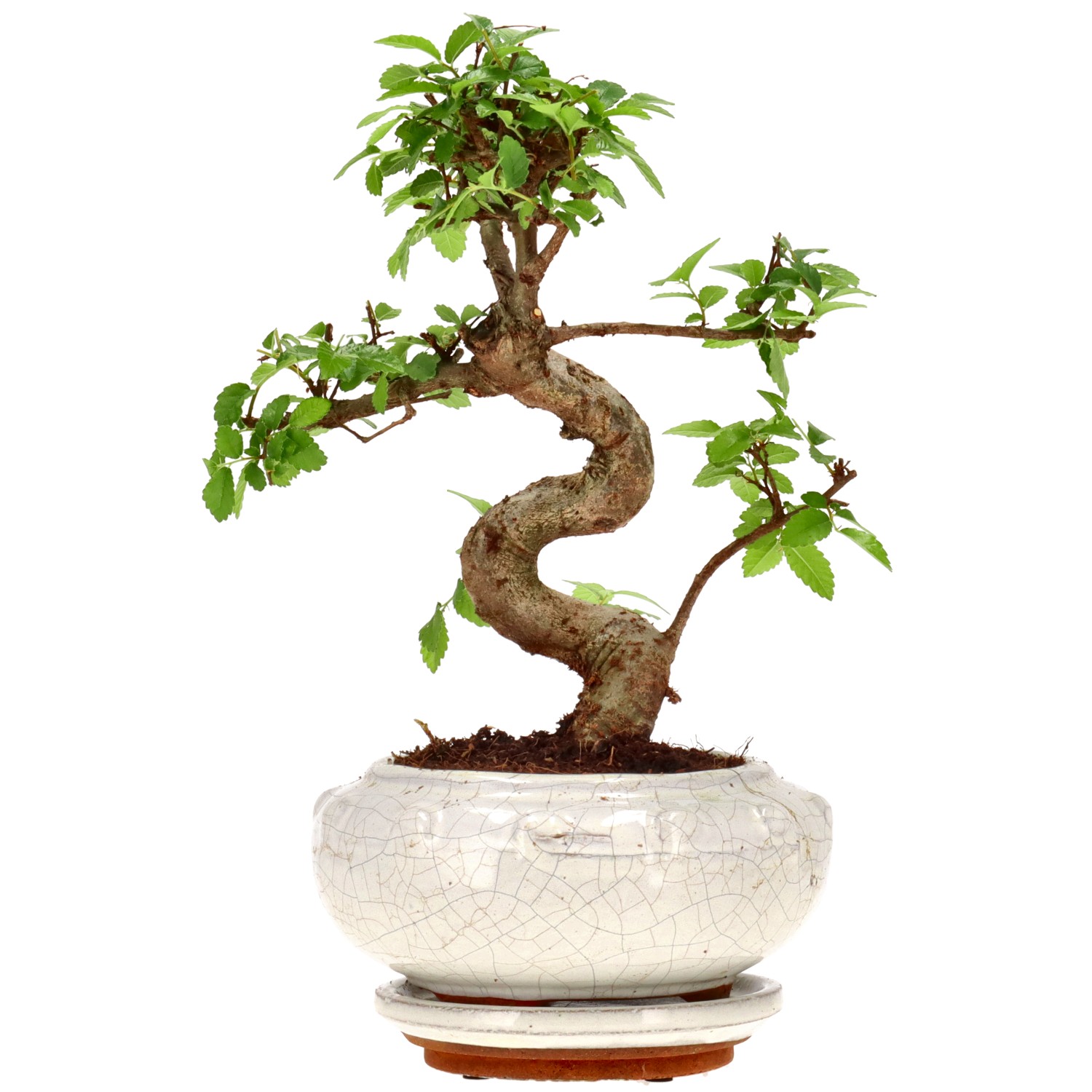 Chinese elm, approx. 9 y. (21 cm)