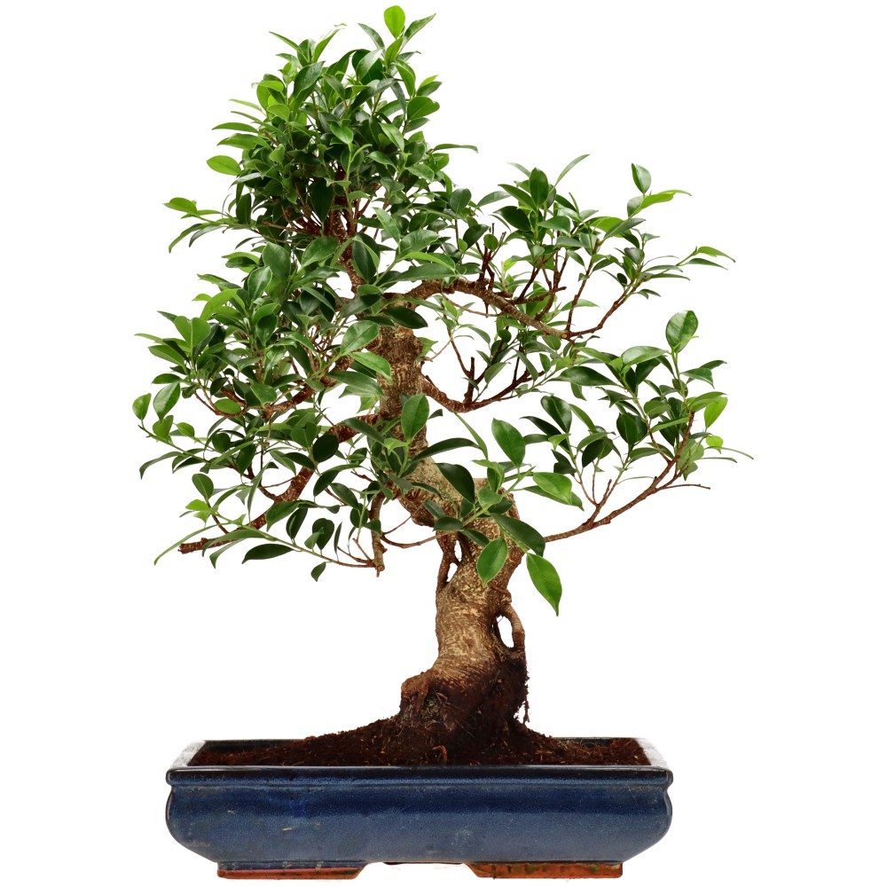 Chin. Feigenbaum (Retusa), ca. 20 J. (58 cm)