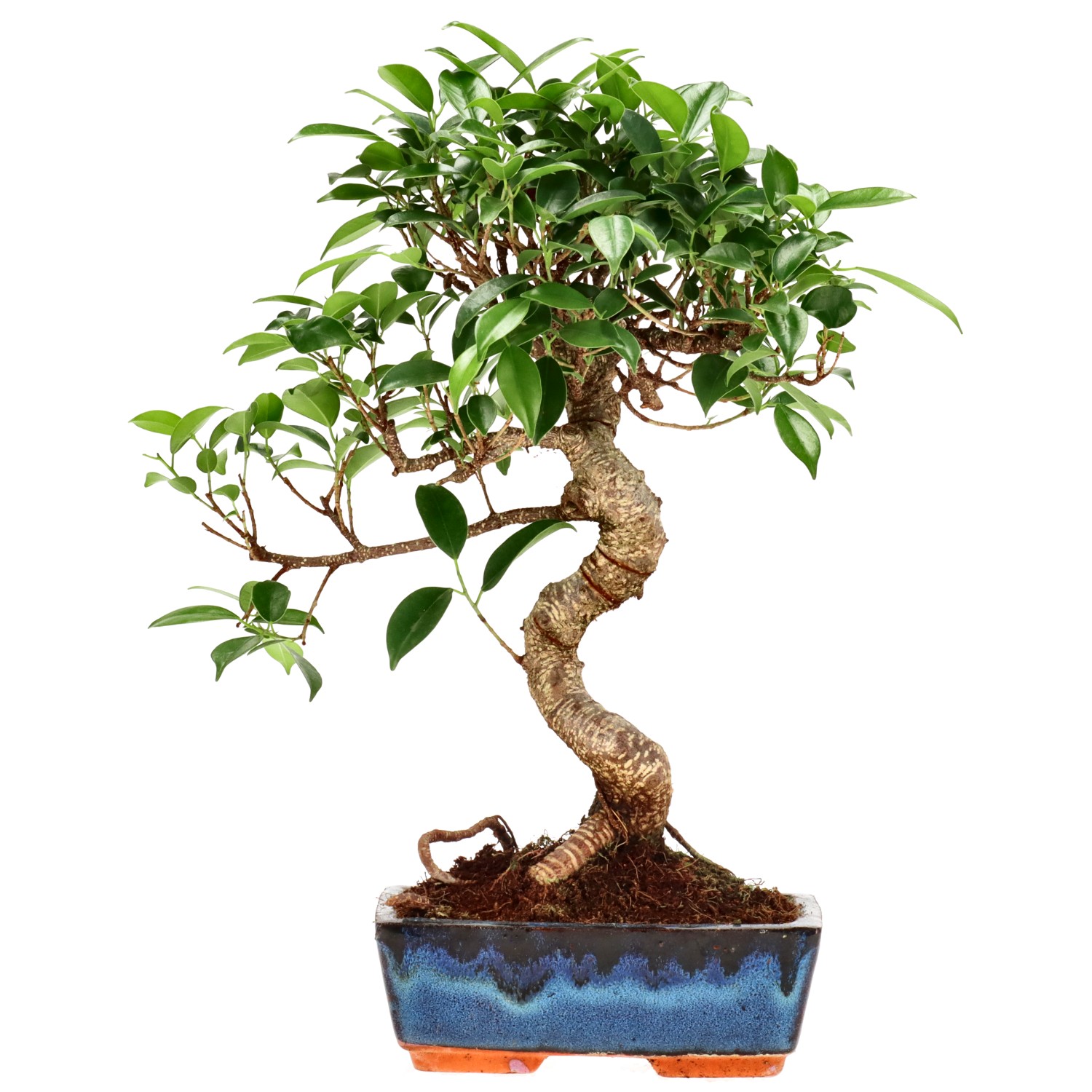 Indian Laurel, approx. 9 y. (35 cm)