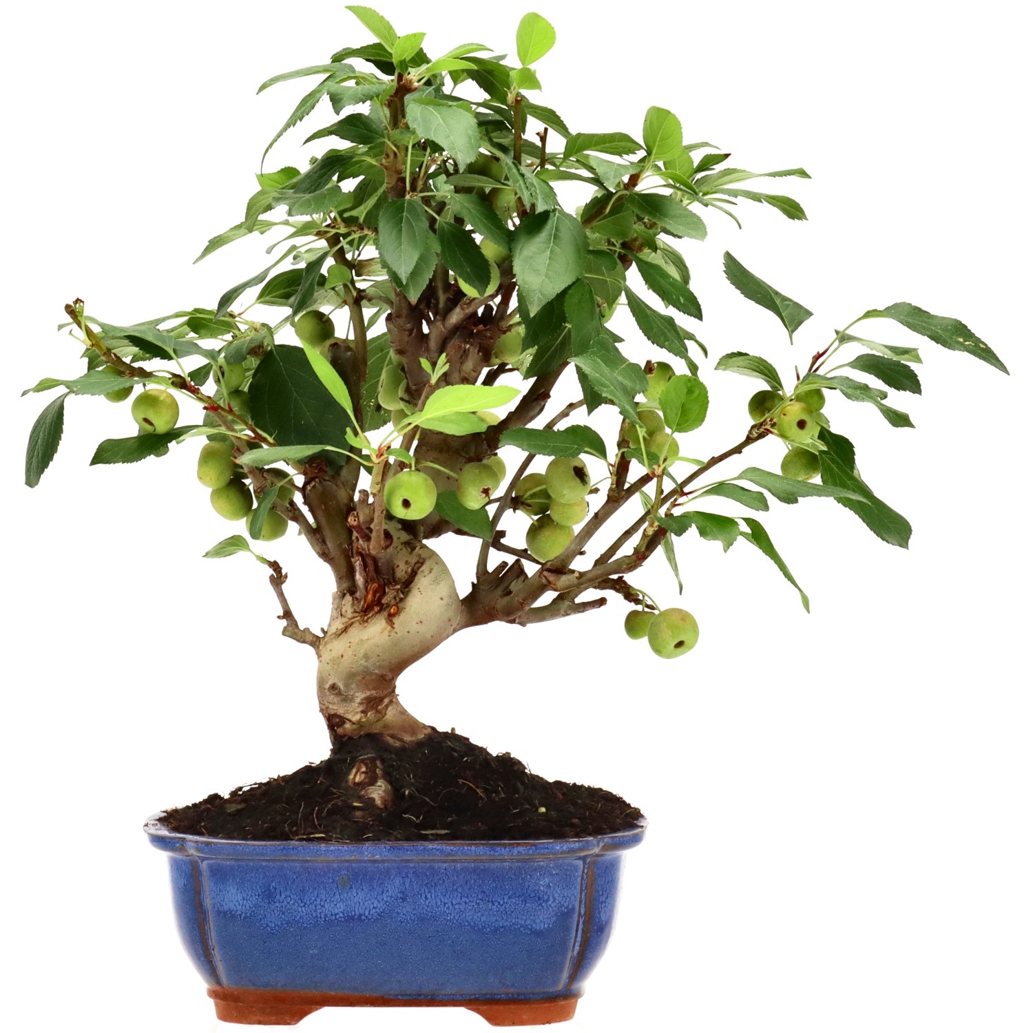 Zierapfel, ca. 12 J. (32 cm)