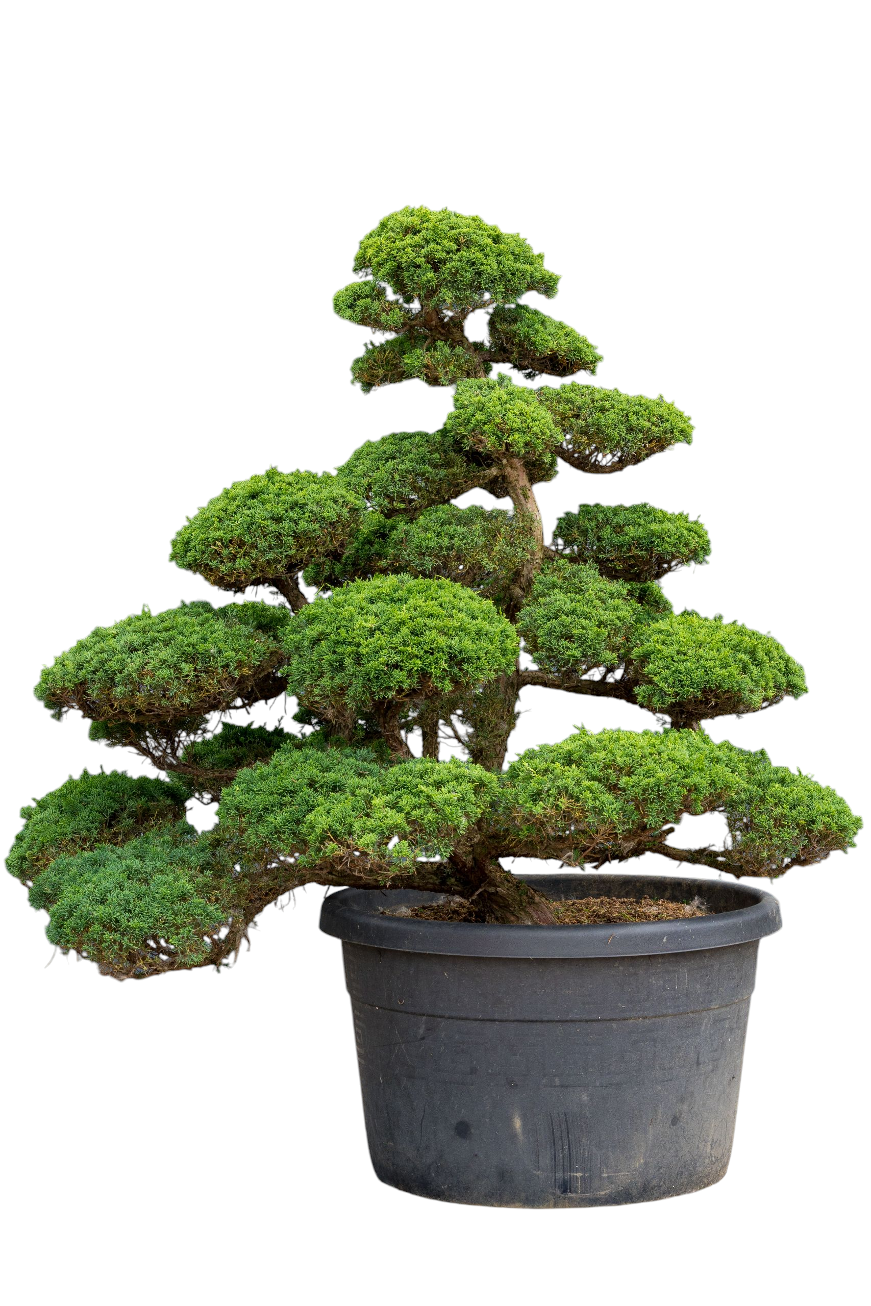 bonsai.fallbackImageTitle