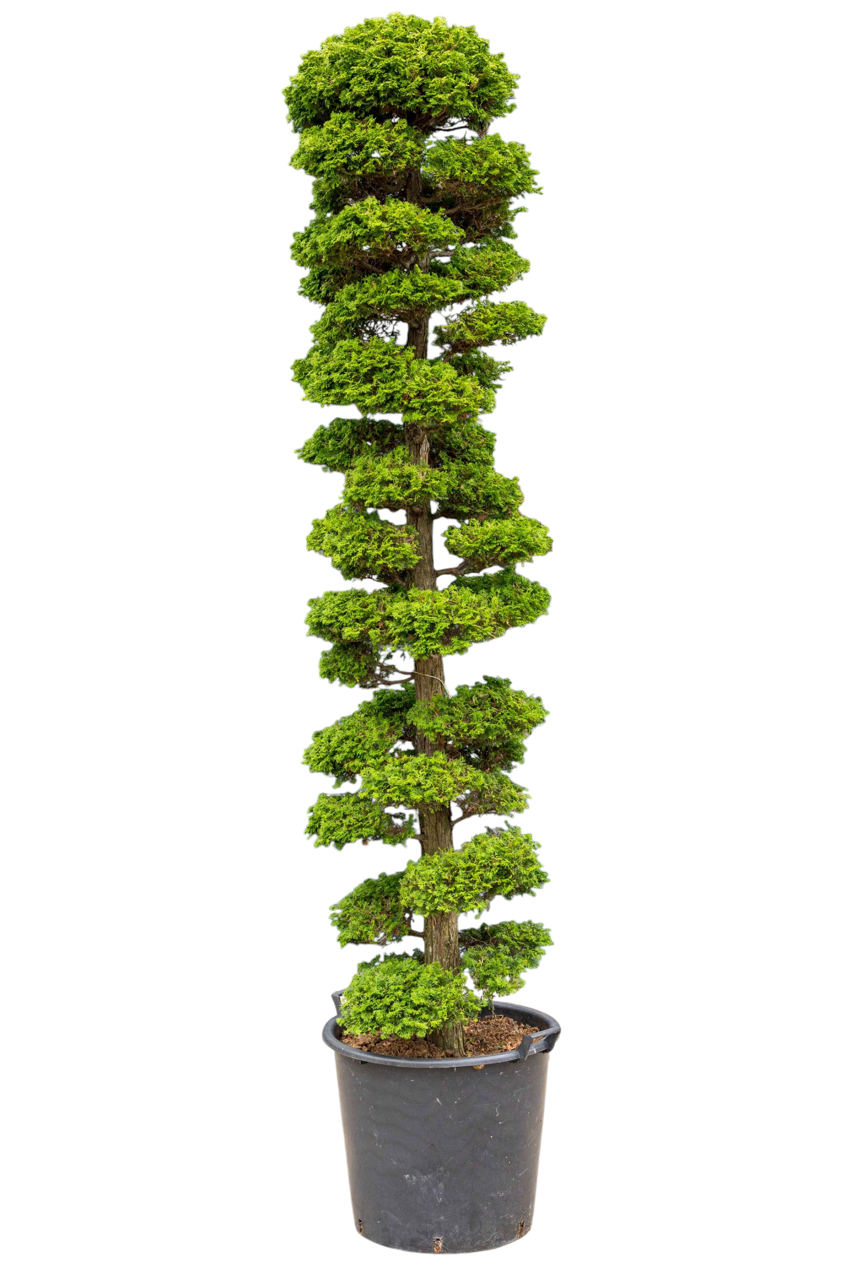 Tuinbonsai - Cypres, ca. 30 jaar