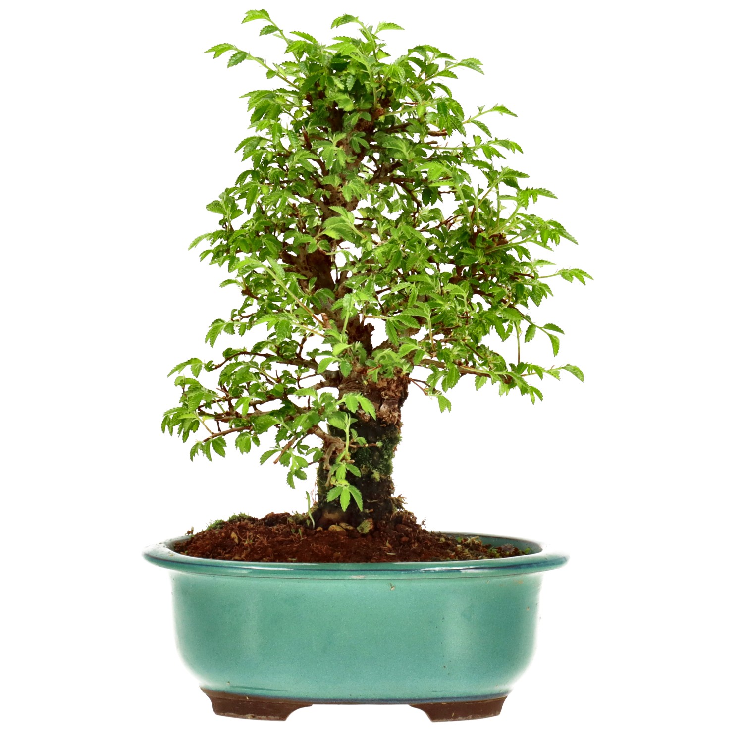 Orme du Japon, env. 14 ans (23 cm)