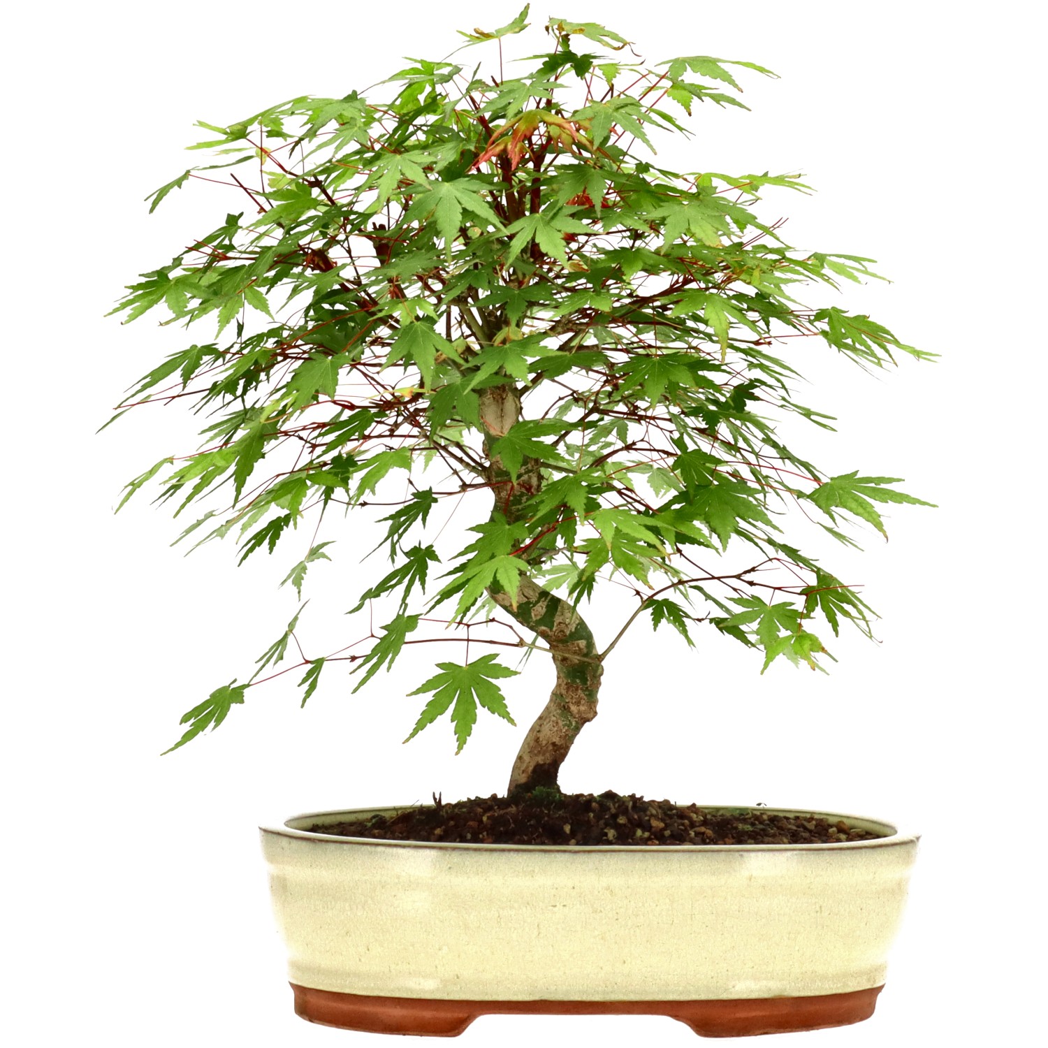 Arce palmado japonés, aprox. 15 años (32 cm)
