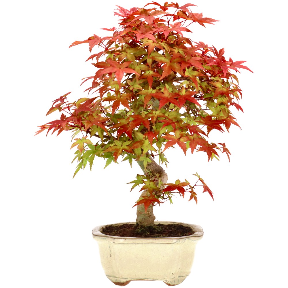 bonsai.fallbackImageTitle