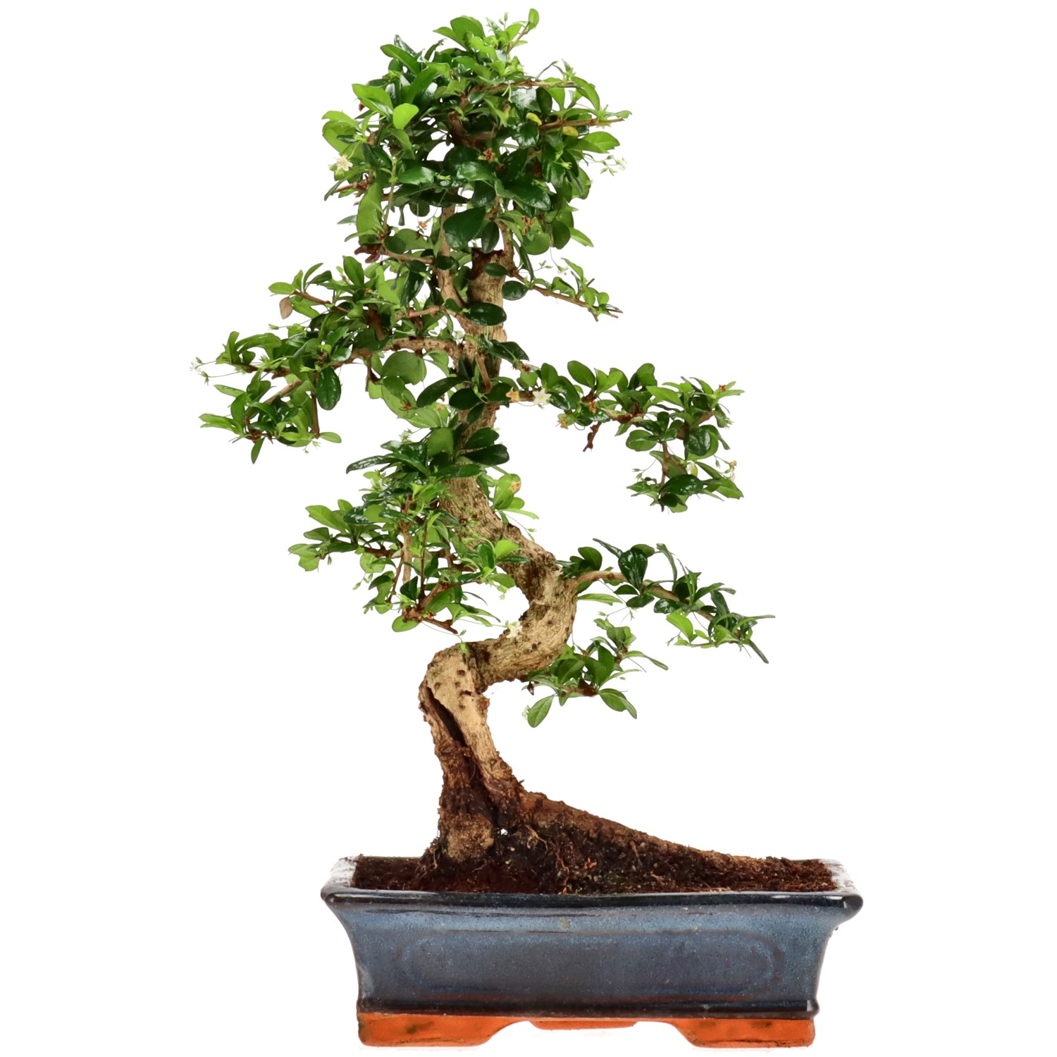 Fukien Tea, approx. 15 y. (45 cm)