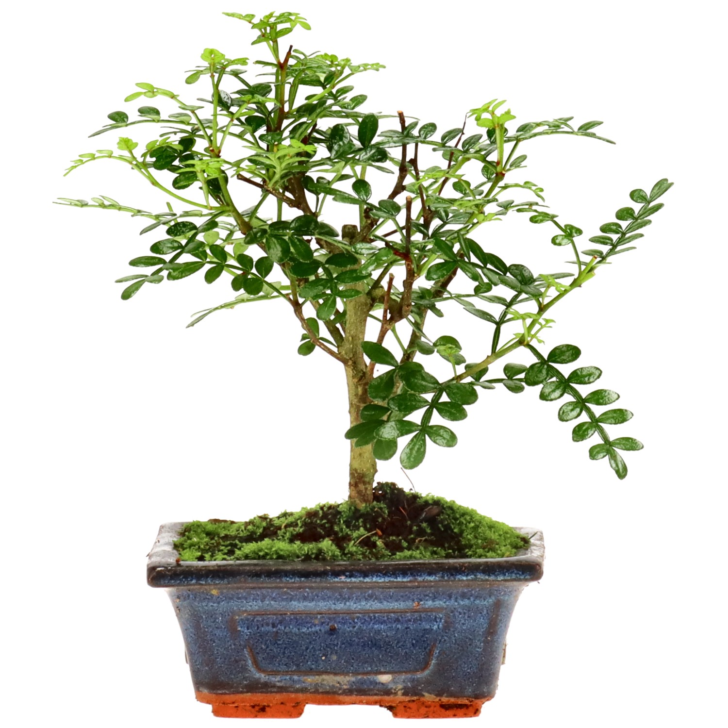 Szechuan pepper, approx. 5 y. (16 cm)