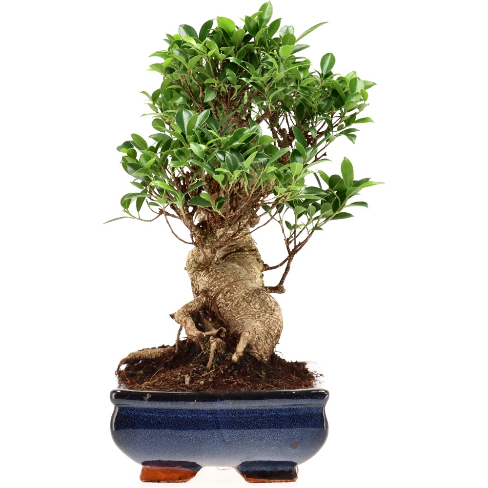 Ficus Retusa, aprox. 22 años (35 cm)