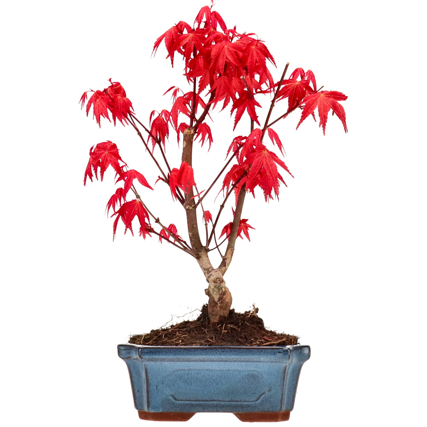 Érable du Japon (Deshojo), greffé, env. 7 ans (25 cm)