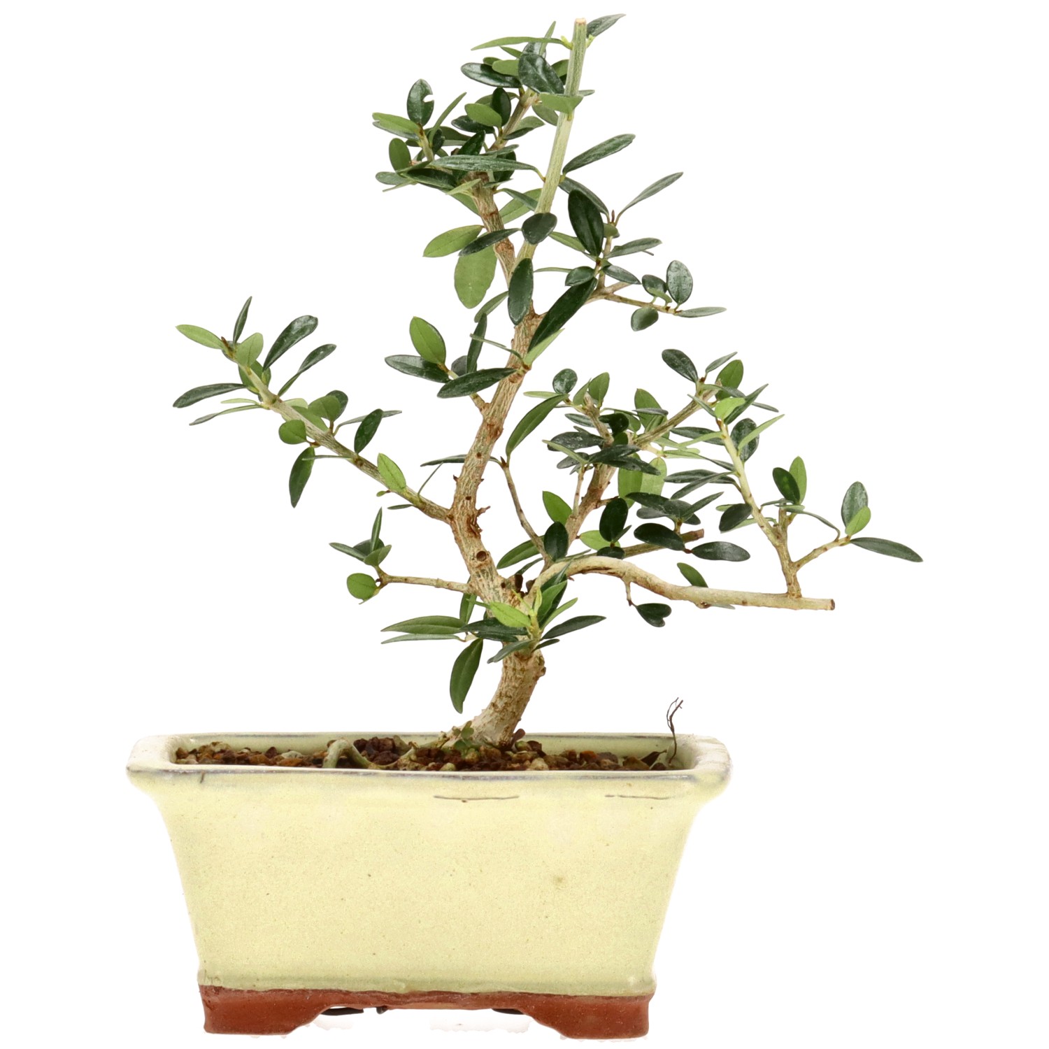 Wildolive, ca. 5 J. (20 cm)