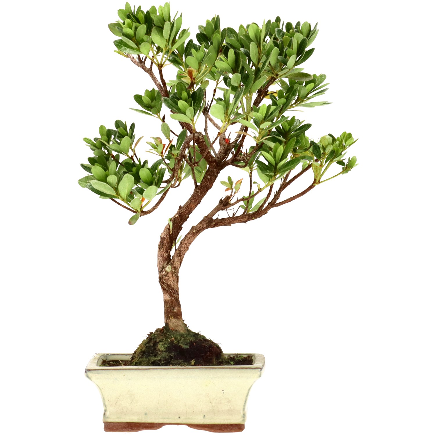 Japanese azalea (Osakazuki), approx. 7 y. (29 cm)