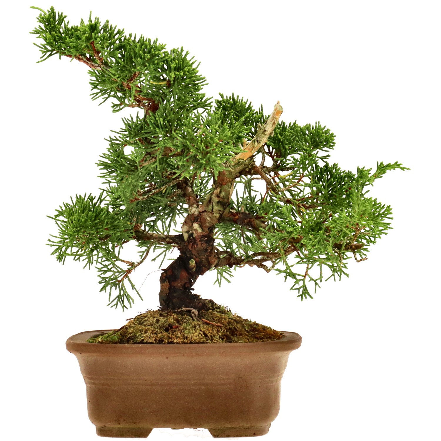 Chin. Wacholder, ca. 12 J. (19 cm)