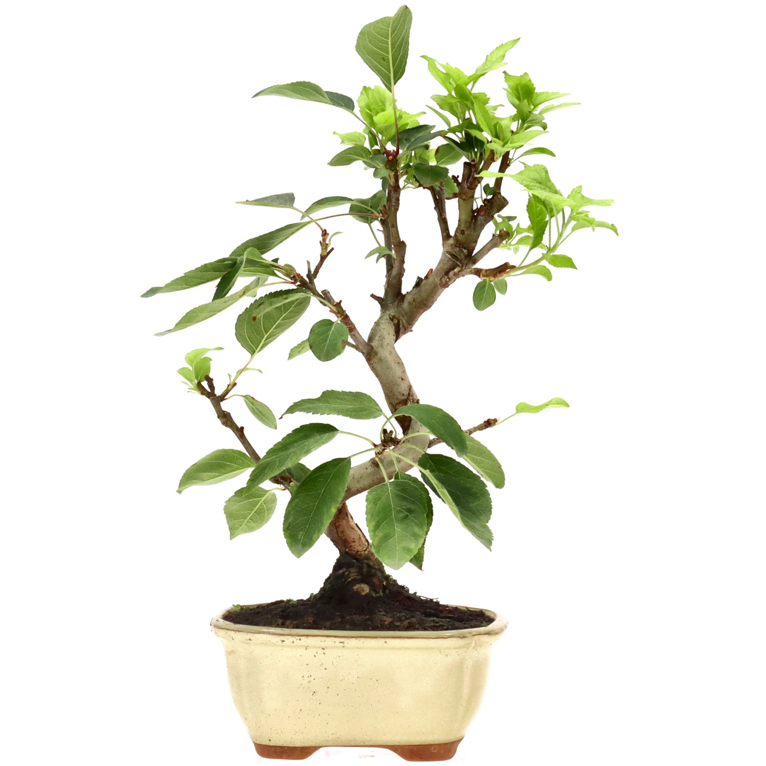 bonsai.fallbackImageTitle bonsai.fallbackImageTitle