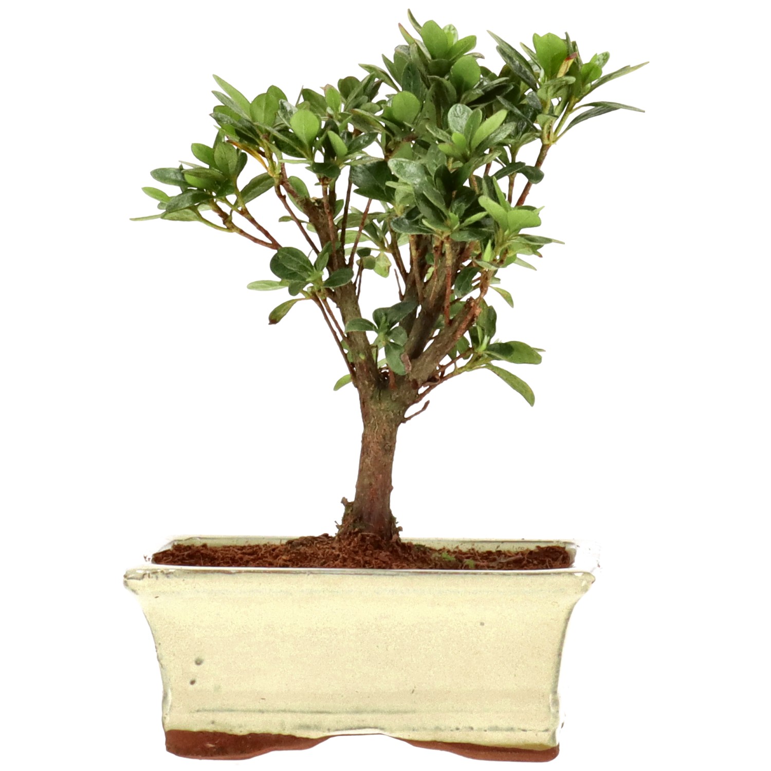 Jap. Azalee (Osakazuki), ca. 6 J. (17 cm)